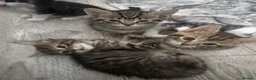 Mixed Breed cats for sale: 🐾 5 Beautiful Kittens Looking for Loving Homes 🐾 - Advert 31