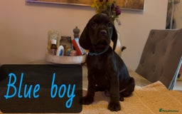 Mixed Breed dogs for sale: ⭐️ Cockerdor Puppies ⭐️  - Advert 15