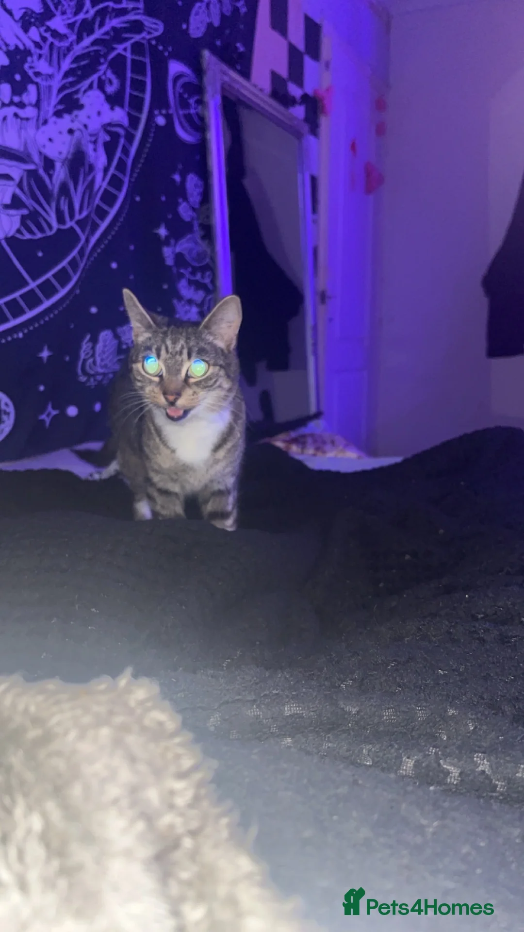 Mixed Breed cats for sale: Bubbles - Advert 4