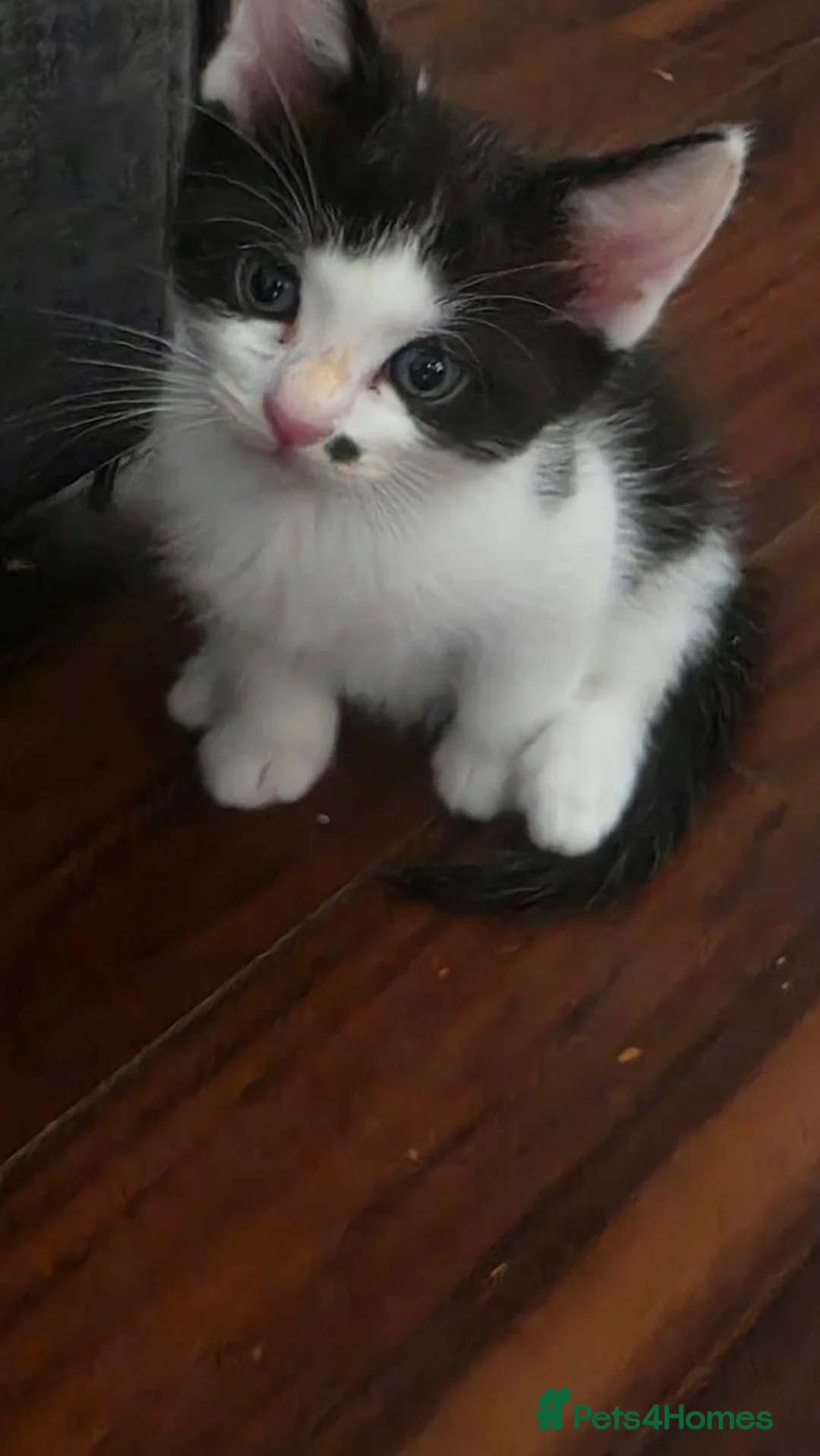 Mixed Breed cats for sale: 3 beautiful kitten ready to go to forever home  - Advert 4