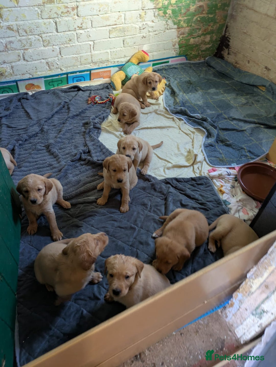 Golden Retriever dogs for stud: Fox red Golden retriever for stud, proven sire - Advert 5