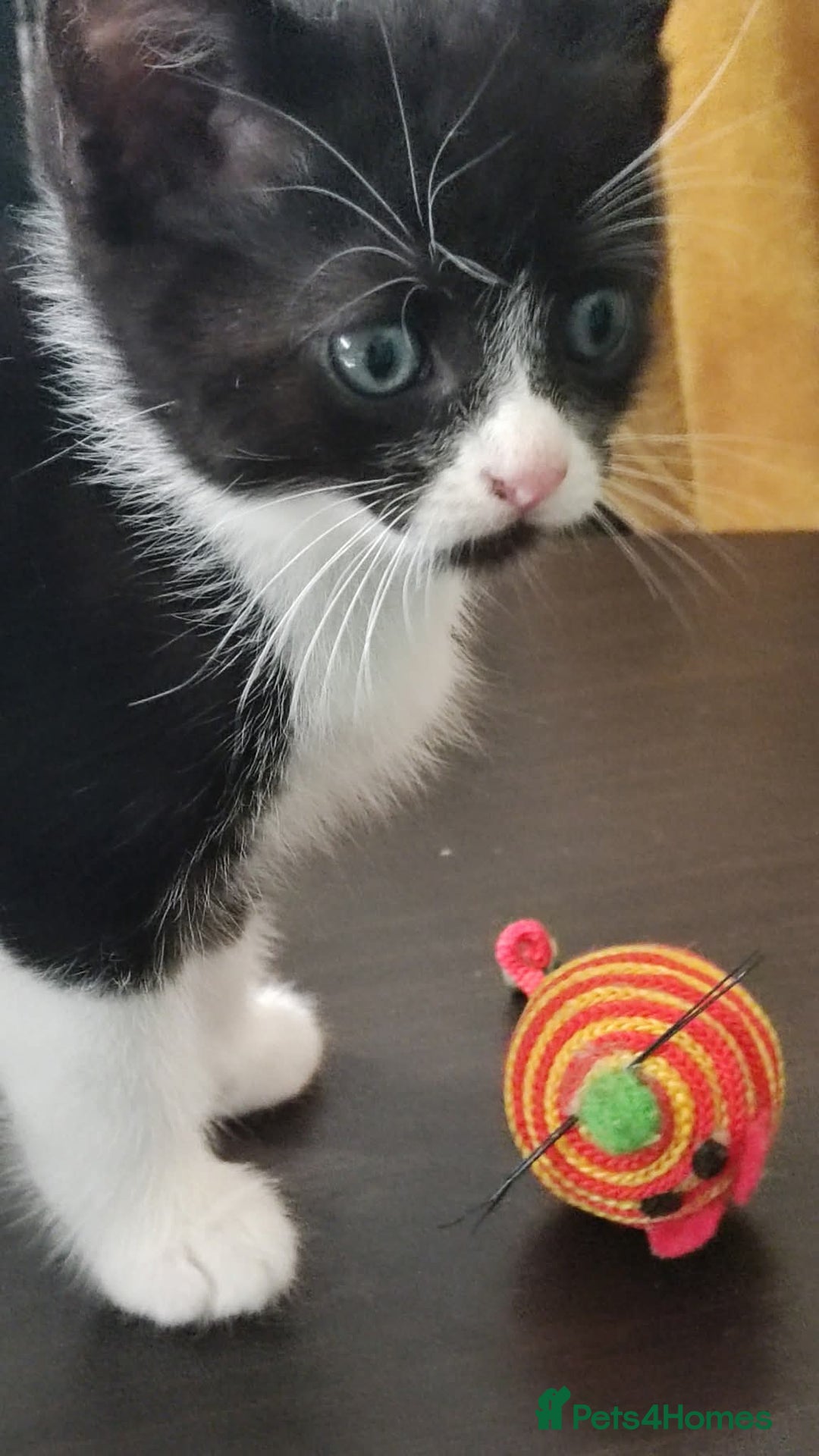 Mixed Breed cats for sale: Adorable kittens  - Image 13