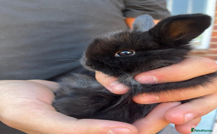 Mini Lop rabbits - Advert 15