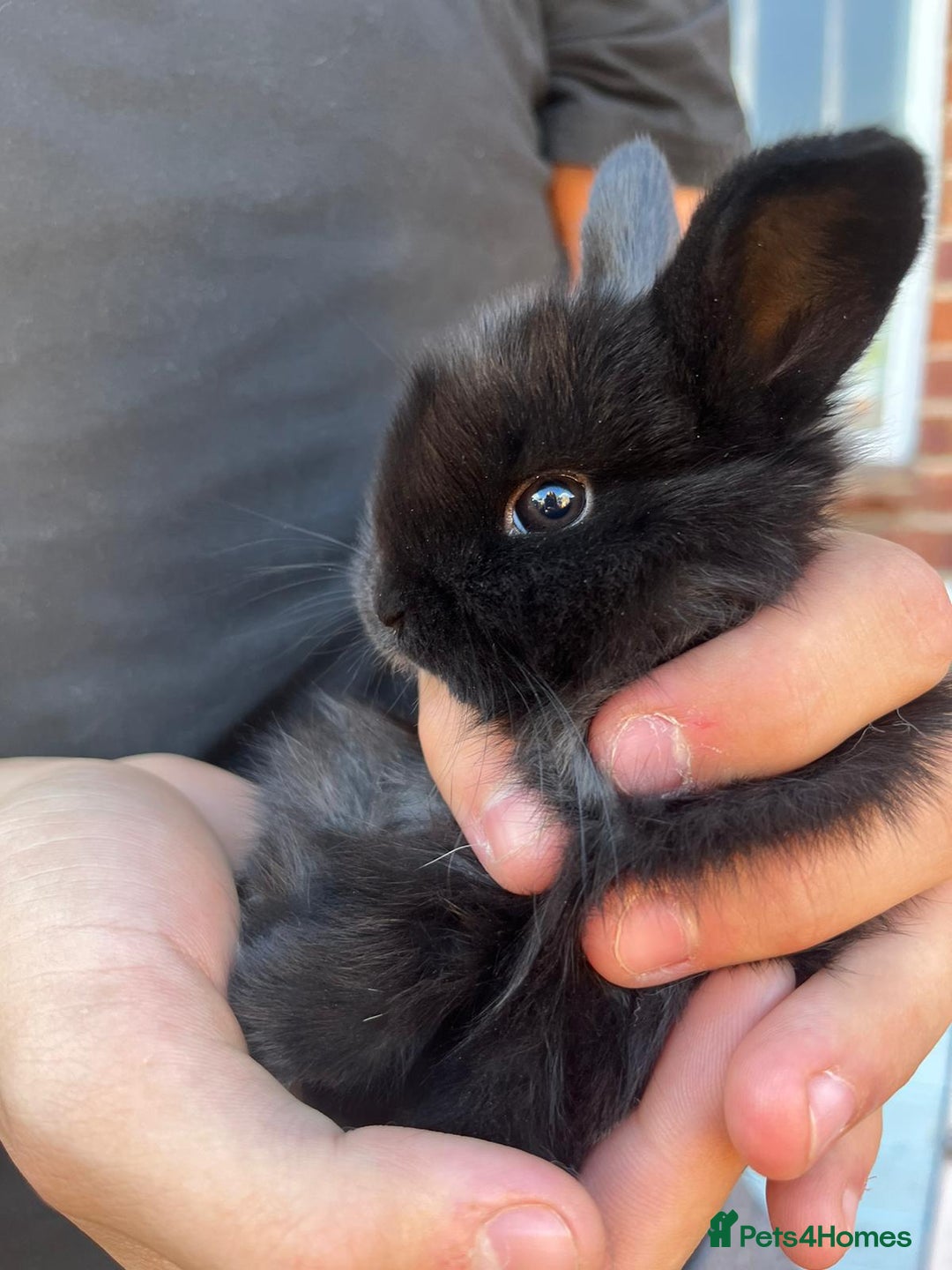Mini Lop rabbits for sale: Mini lop rabbits. - Image 1