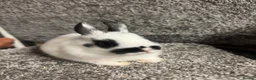 Netherland Dwarf rabbits for sale: Netherland dwarf babies - Advert 5