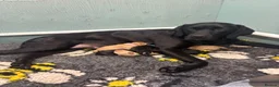 Labrador Retriever dogs for sale: Exceptional Kc registered Labrador puppies  - Advert 6