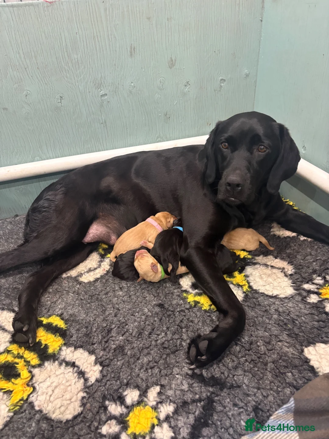 Labrador Retriever dogs for sale: Exceptional Kc registered Labrador puppies  - Advert 6