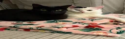 Mixed Breed cats for sale: Casper 1 year and one month old male in Chatham - Advert 6