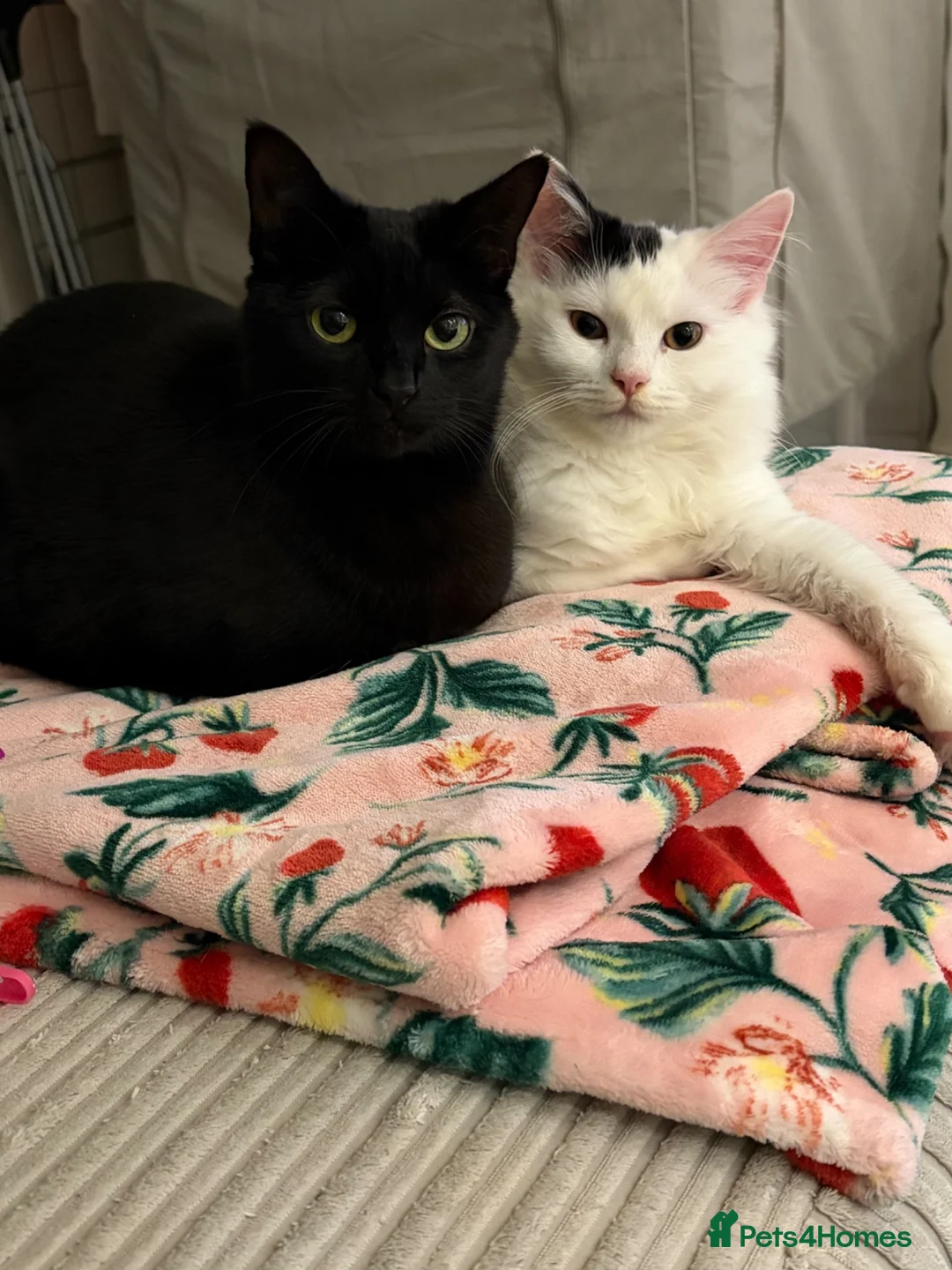 Mixed Breed cats for sale: Casper 1 year and one month old male in Chatham - Advert 6