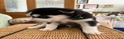 Siberian Husky dogs for sale: Adorable Siberian huskies  in Saint Helens - Advert 35