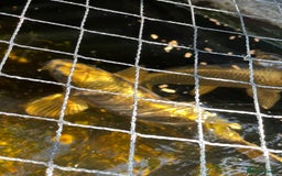 Koi Carp fish for sale: Japanese Koi Carp - Image 2