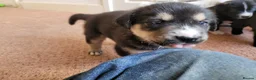 Mixed Breed dogs for sale: Husky Cross Puppies - Advert 22