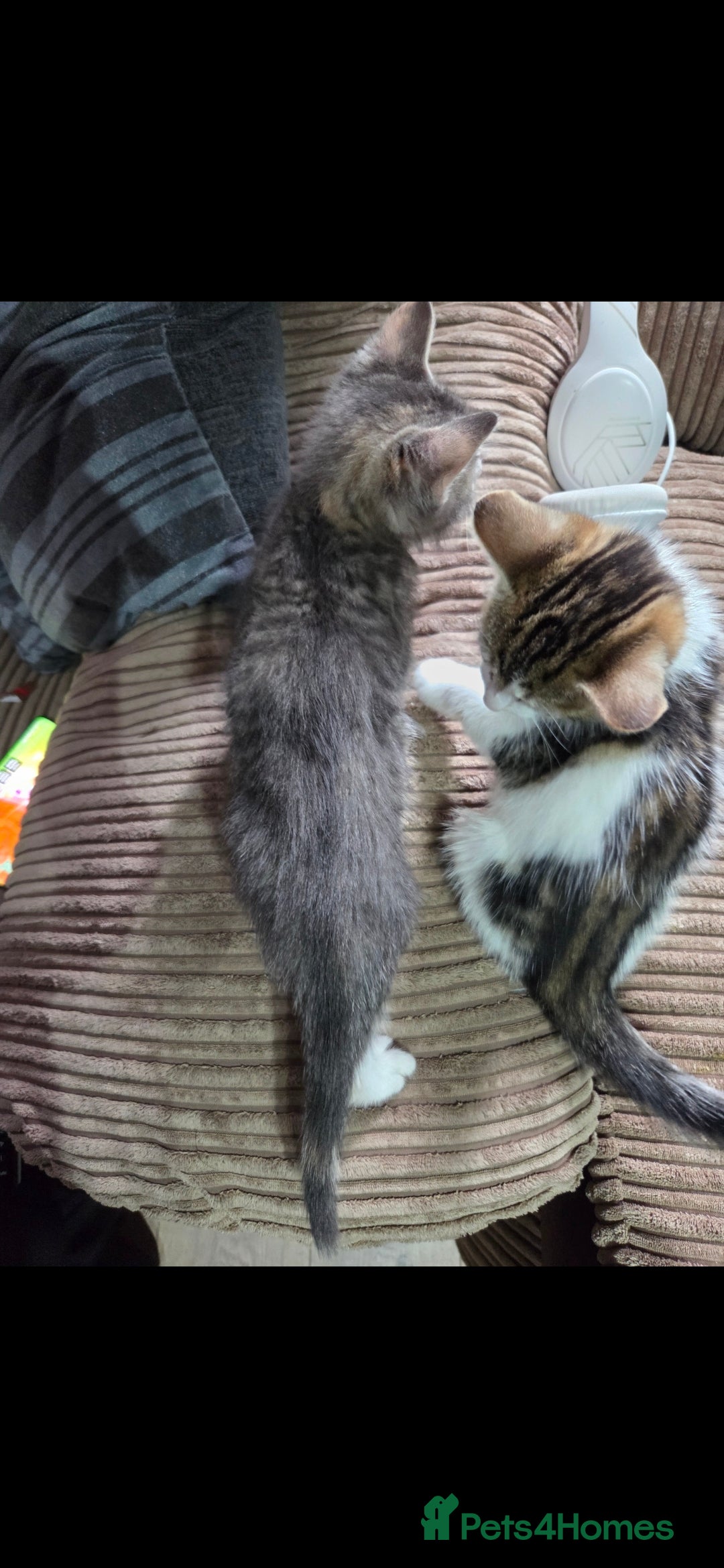 Mixed Breed cats for sale: Kittens ready now  - Image 6