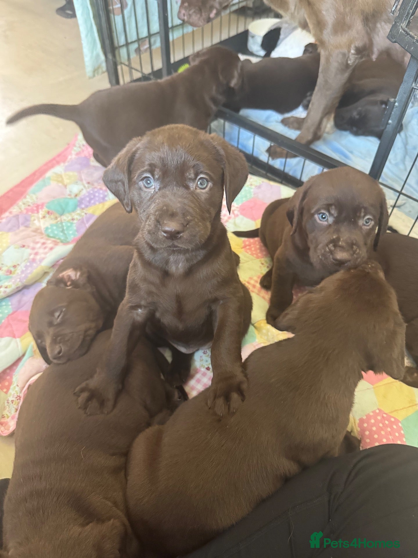 Labrador Retriever dogs Chunky chocolate Labrador puppies  - Advert 2