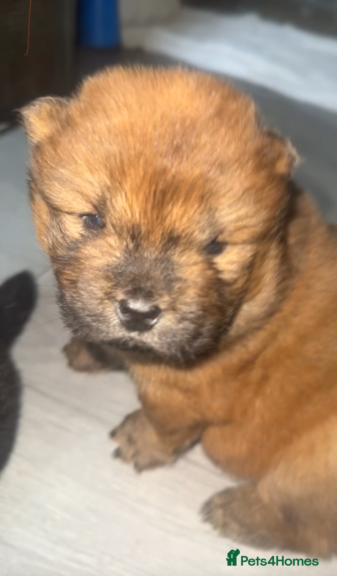Chow Chow dogs for sale: Chow chow pups - Image 5
