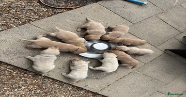Labrador Retriever dogs - Advert 2