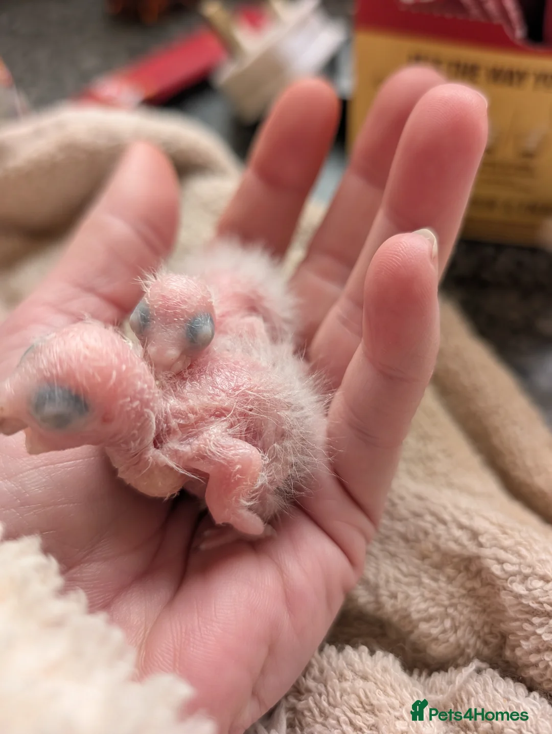 Conures birds for sale: Baby greencheek conure chicks - Advert 2