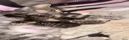 Mixed Breed cats for sale: Last female kitten  in Bournemouth - Advert 1