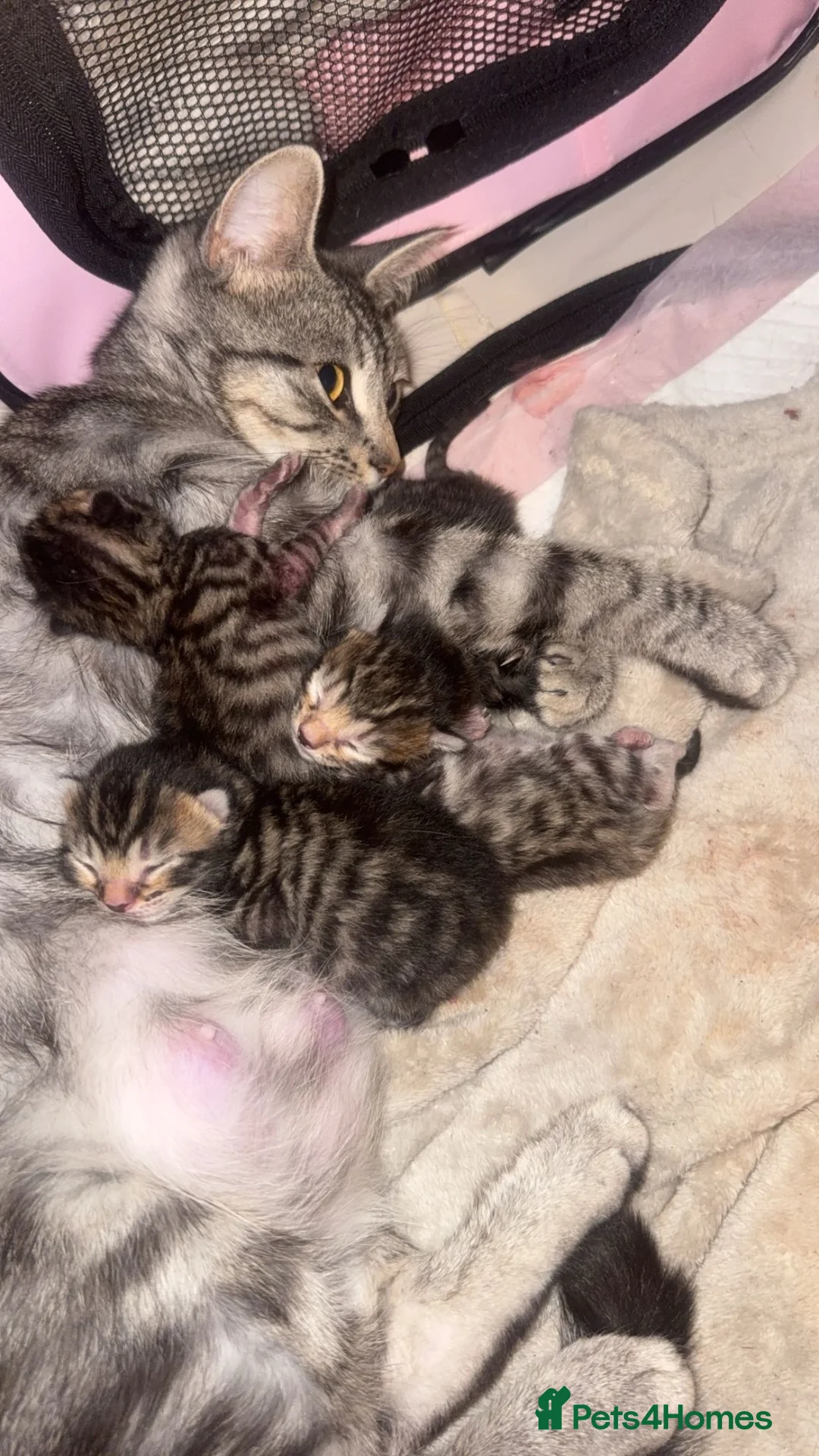 Mixed Breed cats for sale: Last female kitten  in Bournemouth - Advert 1
