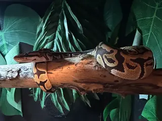 Snake reptiles Royal python male + vivarium - Advert 2