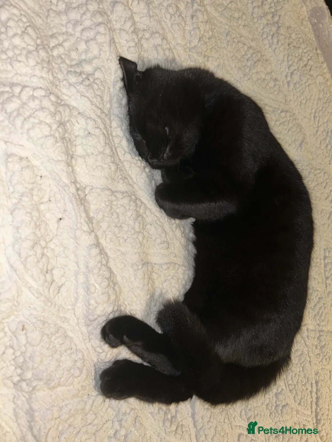 British Shorthair cats for sale: Bunn the great British shorthair  - Advert 4