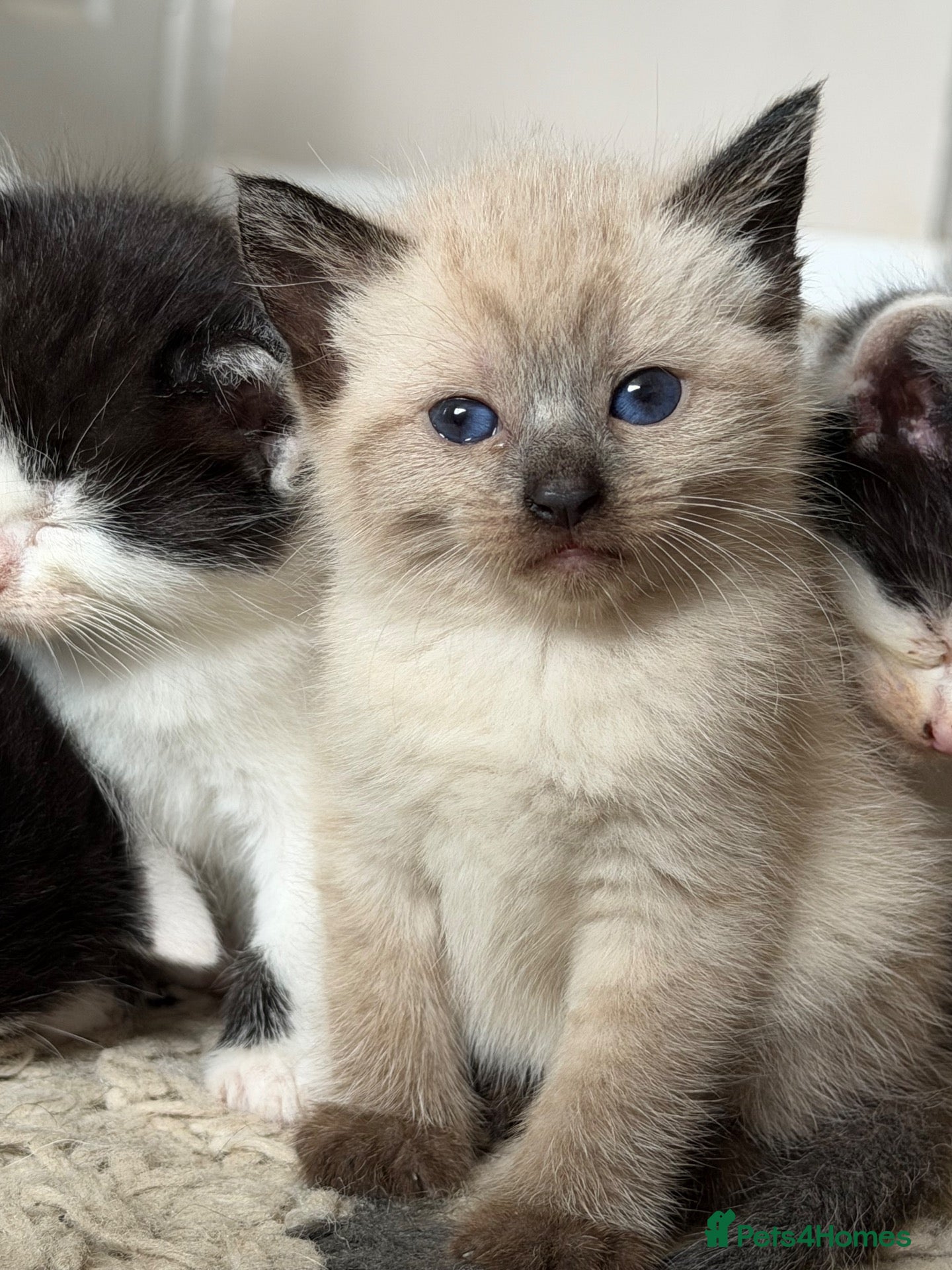 Ragdoll cats Beautiful female ragdoll cross kitten - Advert 1
