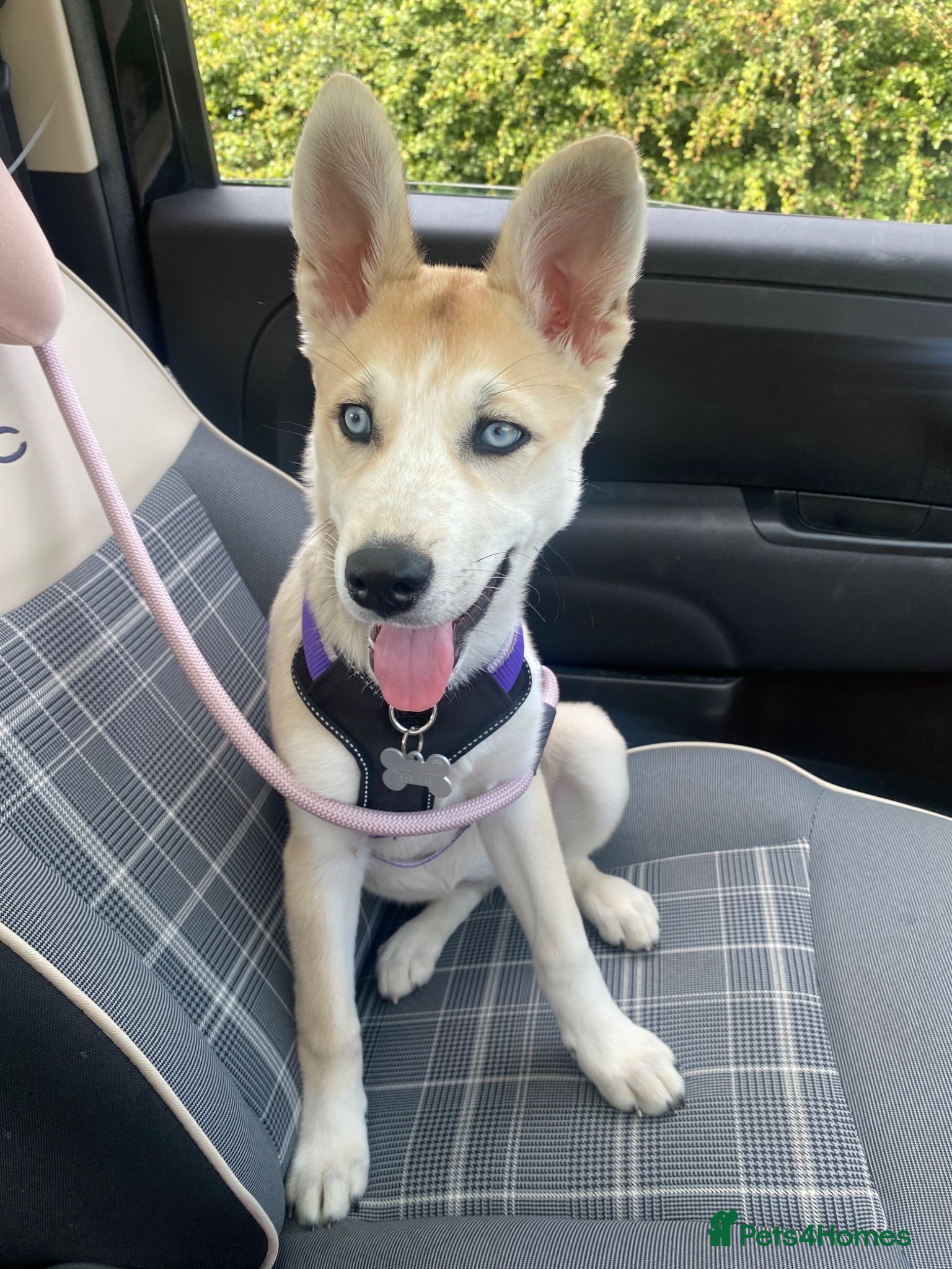 Shepsky dogs Siberian husky X German shepherd  - Advert 1