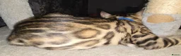 Bengal cats for sale: Prince and princesses seeking human slaves - Advert 26