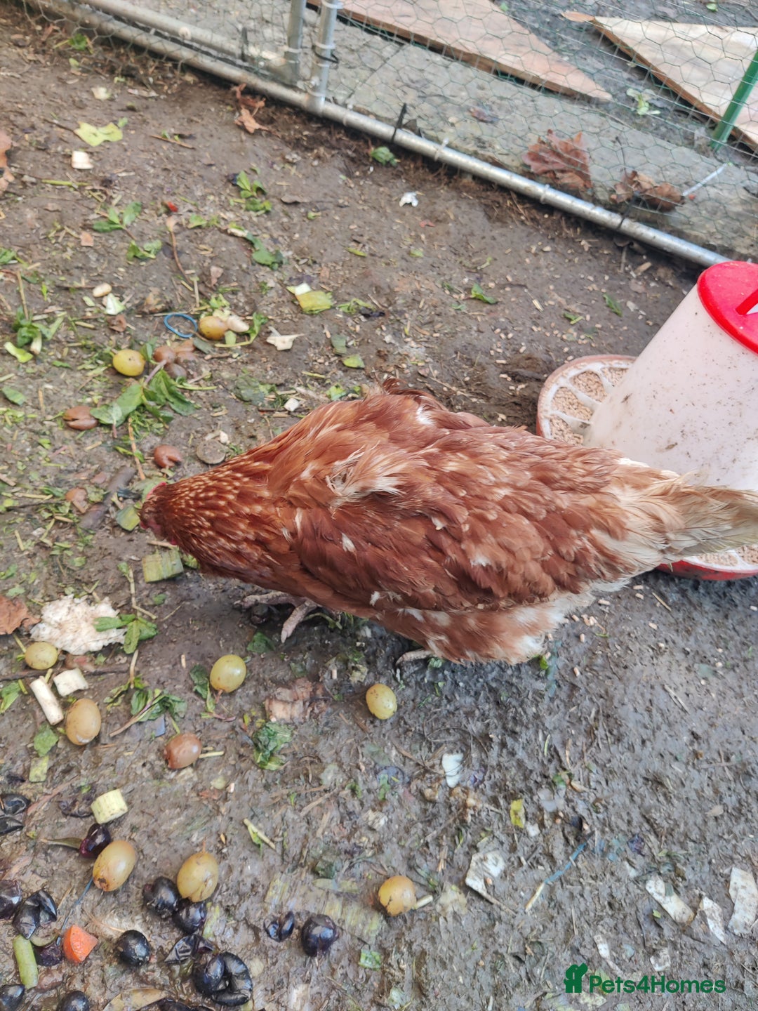 Chickens poultry for sale: laying lohman hen - Advert 2