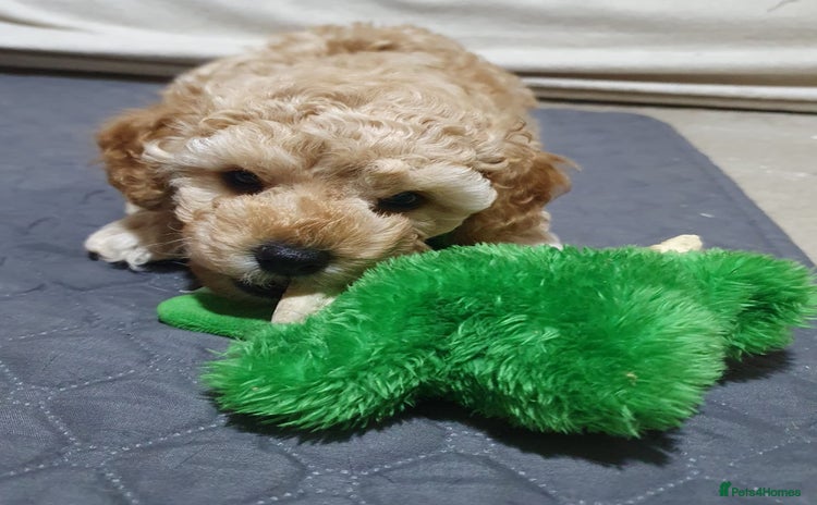 Poochon dogs - Advert 1