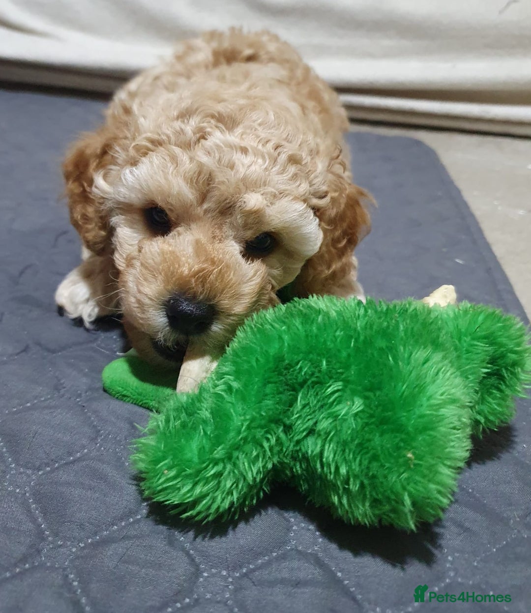Poochon dogs for sale: Beautiful Poochon Puppies - Image 1