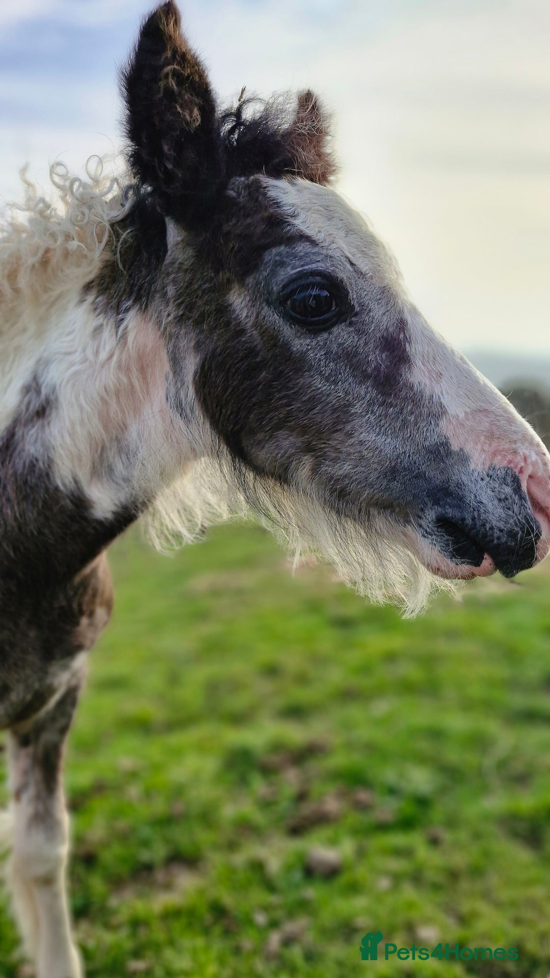 Irish Cob horses for sale: Chief - Advert 4