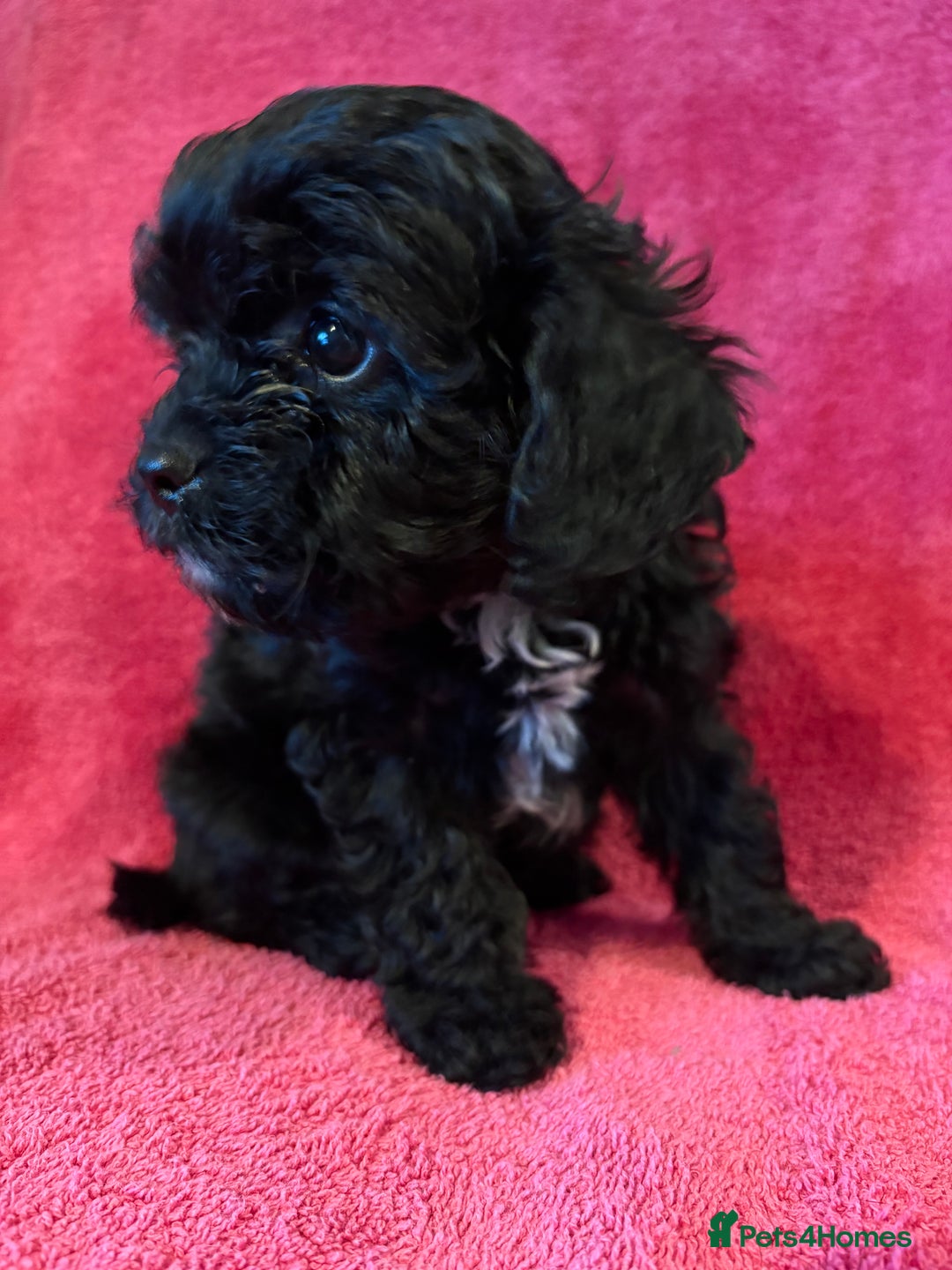 Cavapoo dogs for sale: Teddy Bear Cavapoo READY NOW - Advert 2