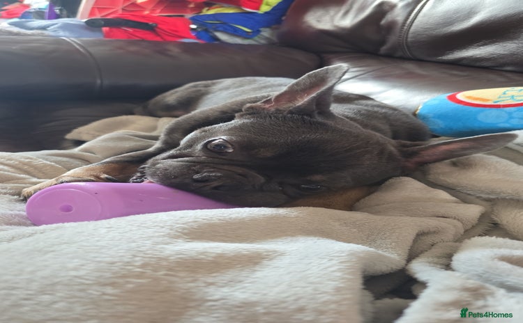 French Bulldog dogs - Advert 2