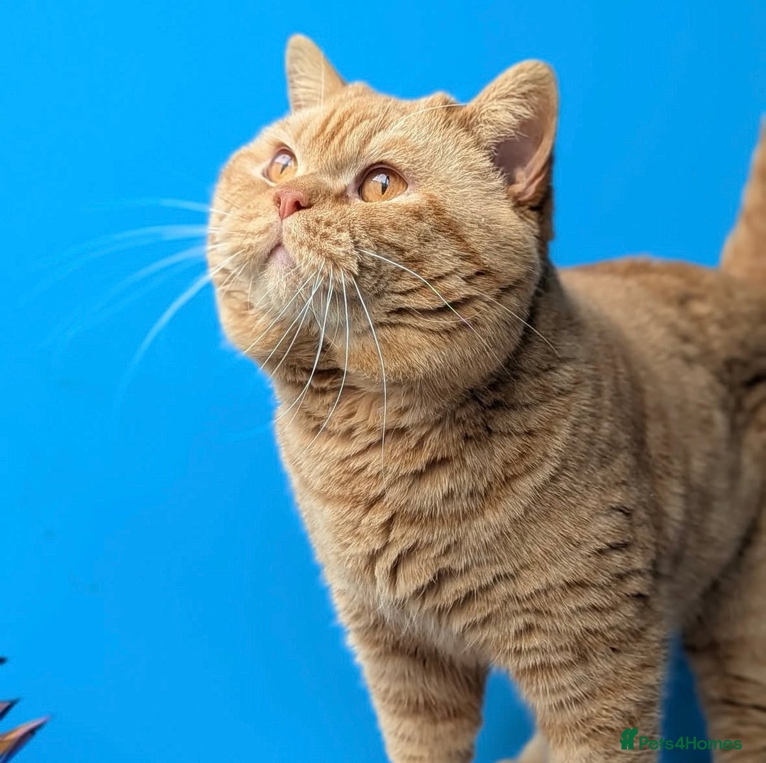 British Shorthair cats for sale: Show champion red British shorthair boy for sale  - Image 6