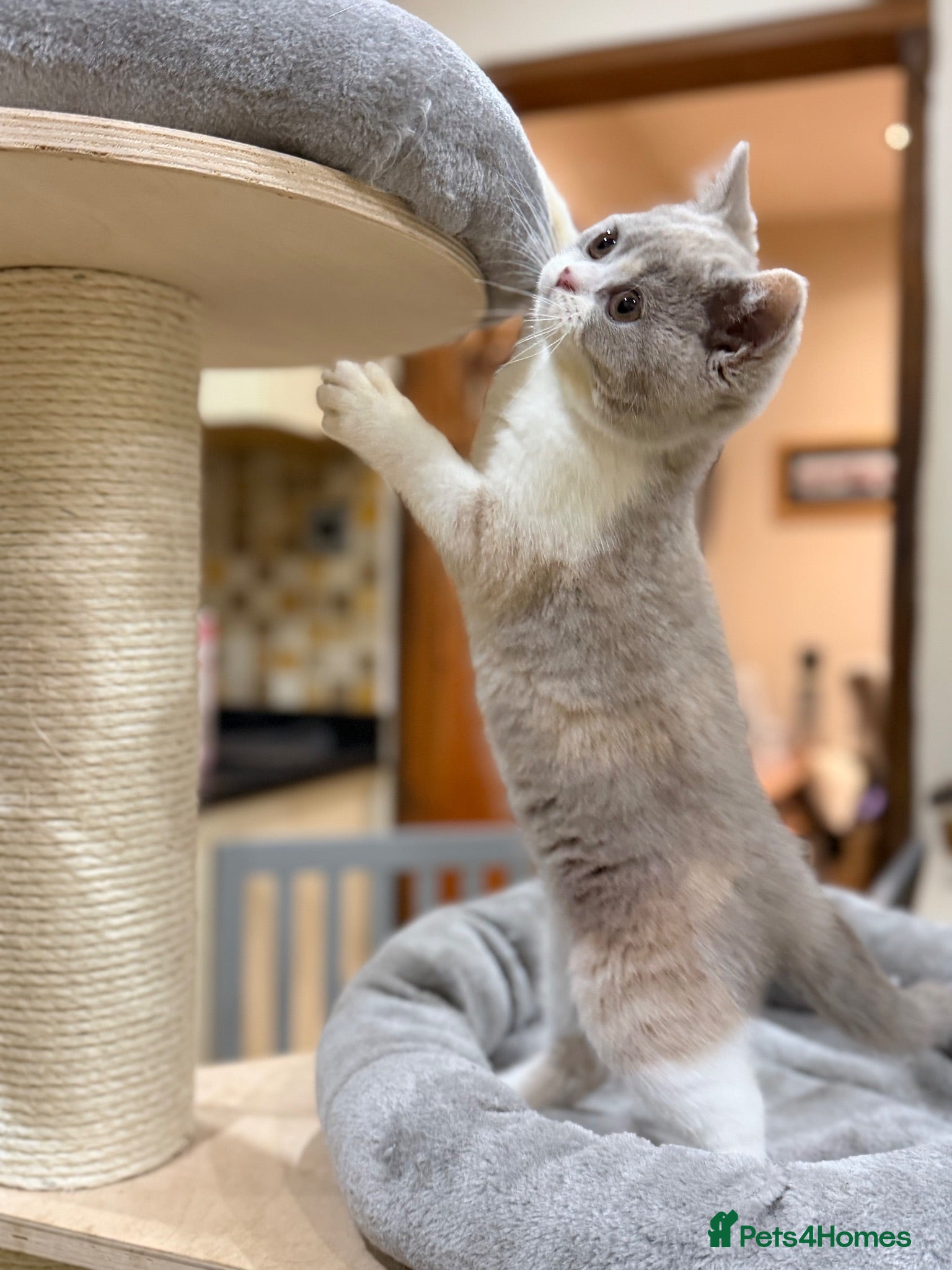 British Shorthair cats FULL PEDIGREE REGISTERED BSH - Advert 1