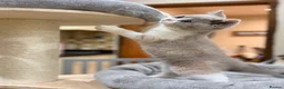 British Shorthair cats for sale: READY NEXT WEEK - FULL PEDIGREE REGISTERED BSH - Advert 23