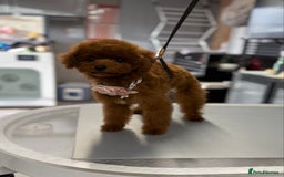 Toy Poodle dogs for sale: Asian teddy face toy poodles boys - Image 29