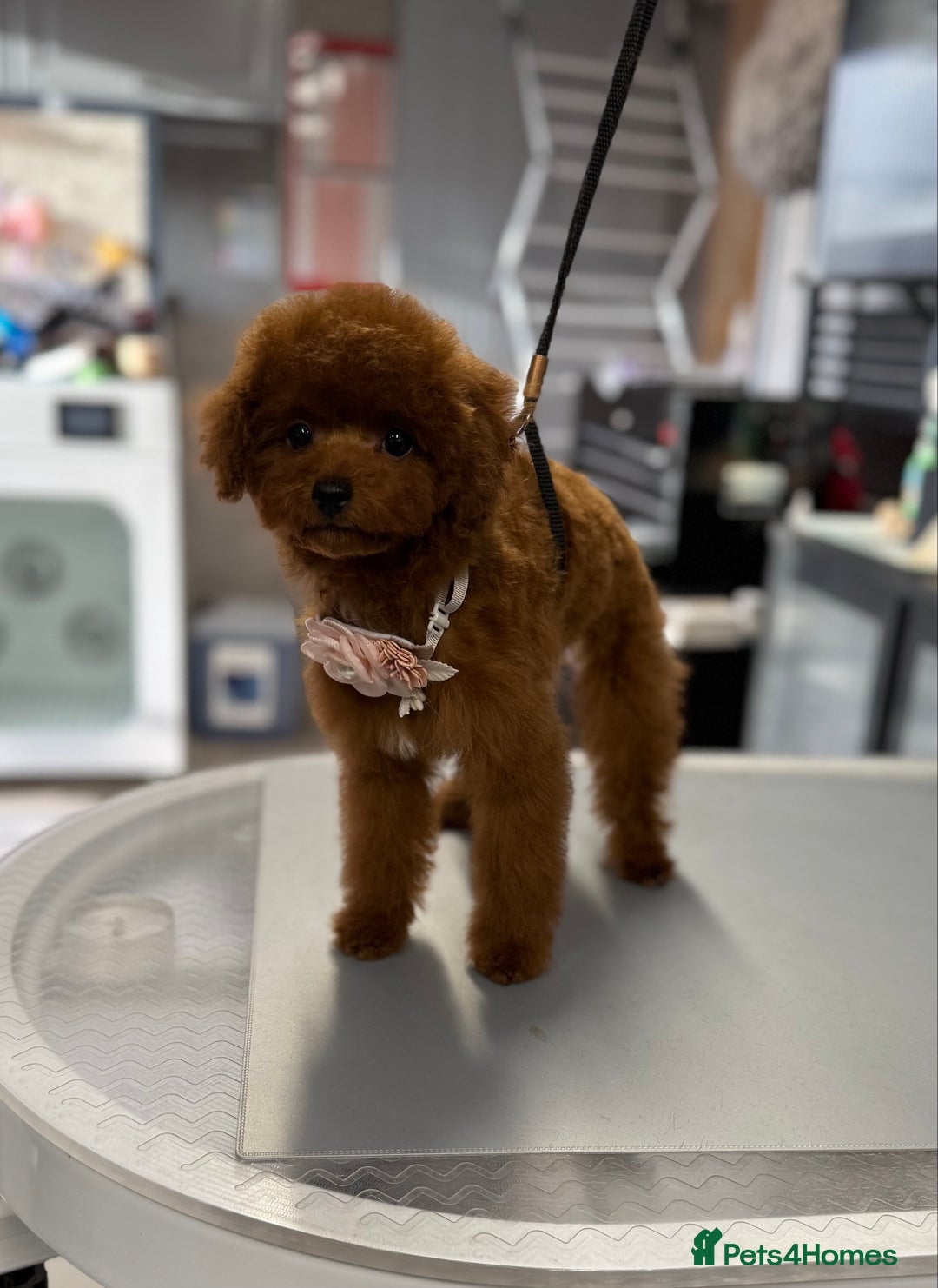 Toy Poodle dogs for sale: Asian teddy face toy poodles boys - Image 29
