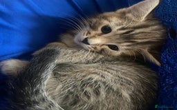 American Shorthair cats for sale: 4 kitten for sale  - Image 6
