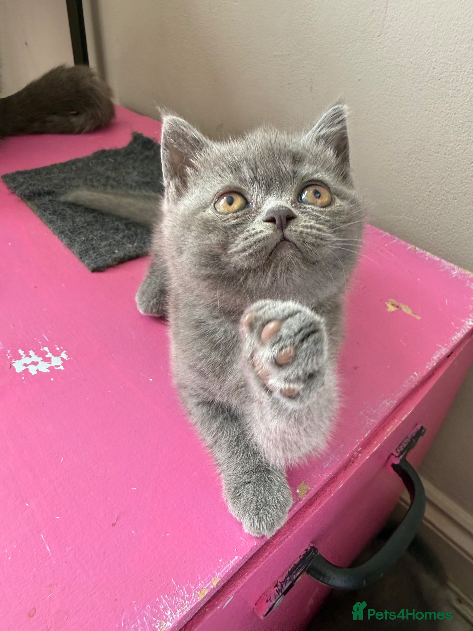 British Shorthair cats for sale: Pedigree British Shorthair Kittens ready to go! - Advert 29