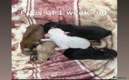 Chihuahua dogs for sale: KC Champion Lines Miniature Chihuahua Puppies - Image 3