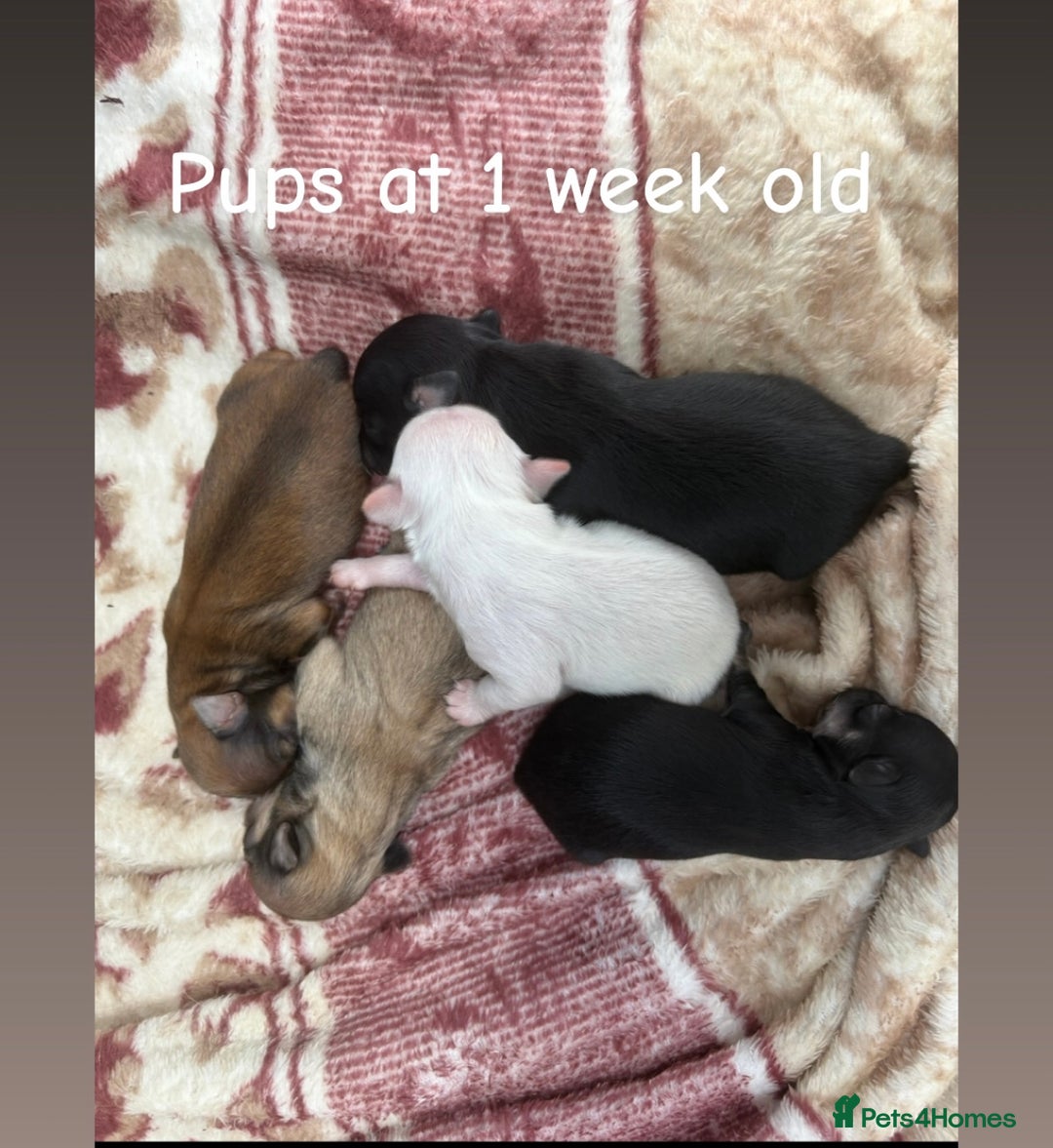 Chihuahua dogs for sale: KC Champion Lines Miniature Chihuahua Puppies - Image 3