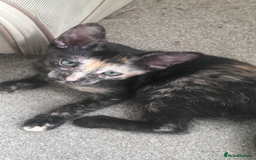 Oriental cats for sale: Oriental x Sphynx kittens  - Image 1
