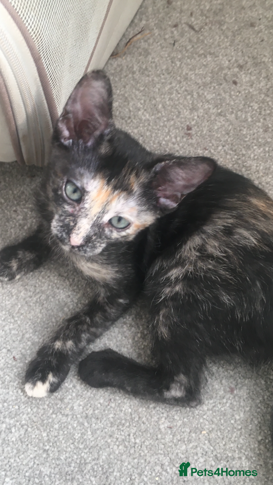 Oriental cats for sale: Oriental x Sphynx kittens  - Image 1