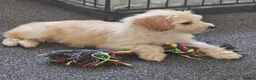 Cockapoo dogs for sale: F1 champagne cockerpoo 12 weeks old in Sheffield - Advert 1