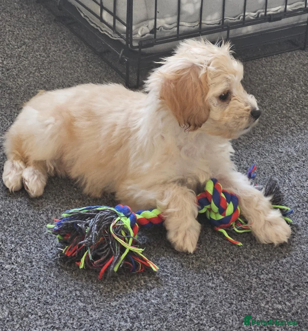 Cockapoo dogs for sale: F1 champagne cockerpoo 12 weeks old in Sheffield - Advert 1