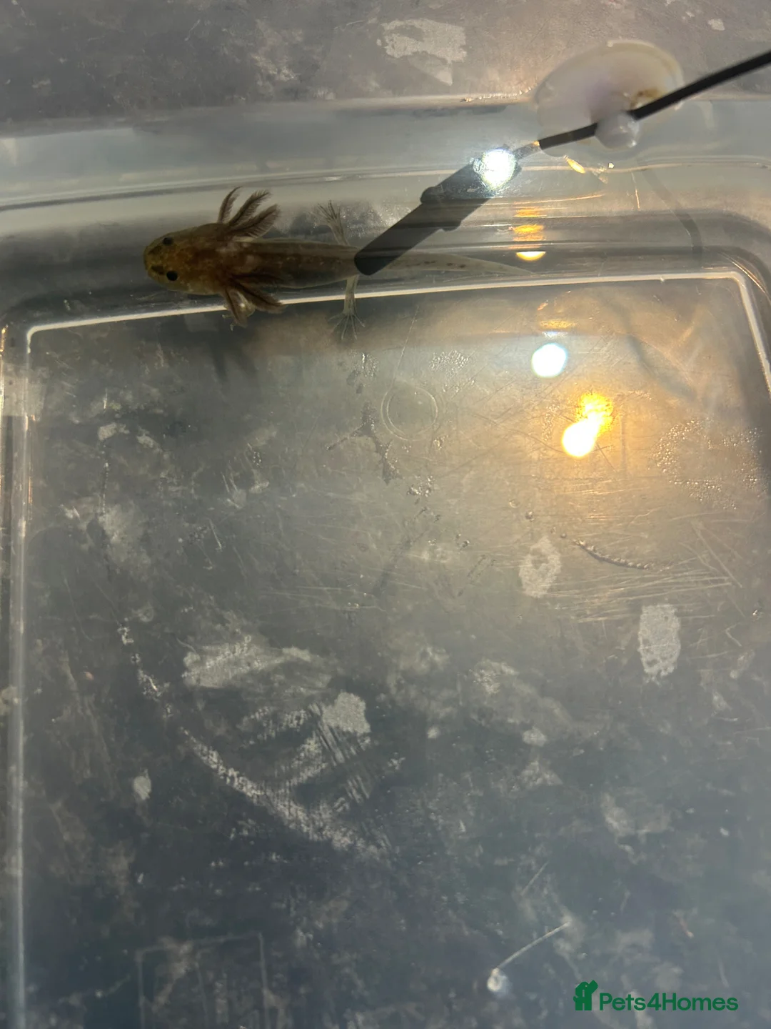 Axolotl reptiles for sale: Axolotl baby one left  - Advert 4