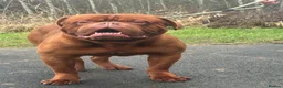 Dogue De Bordeaux dogs for sale: 3 Beautiful boys available ! - Advert 8
