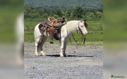 American Quarter horses for sale: Trustworthy Reliable 5 Yr Old Black and White  - Image 4